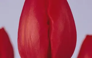 Red Ilse / Рэд Илсэ