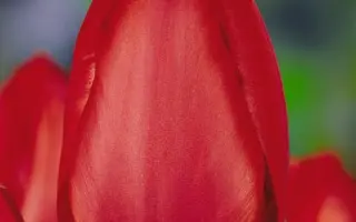 Red Impression / Рэд Импрэссион