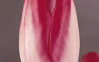 Red Lips / Рэд Липс