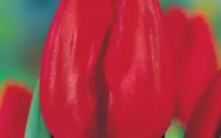 Red Mark / Рэд Марк