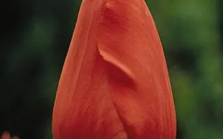 Red Matador / Рэд Матадор