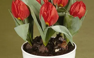 Red Paradise / Рэд Парадисэ