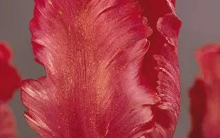 Red Parrot / Рэд Паррот