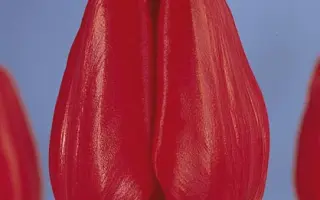 Red Present / Рэд Прэсэнт