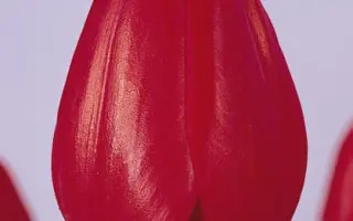 Red Present Variant / Рэд Прэсэнт Вариант