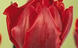 Red Princess / Рэд Принцэсс