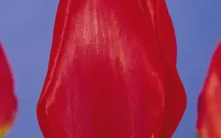 Red Revival / Рэд Рэвивал