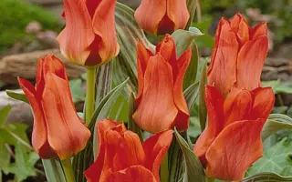 Red Riding Hood / Рэд Ридинг Hоод