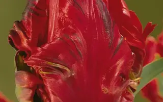 Red Sensation / Рэд Сэнсатион