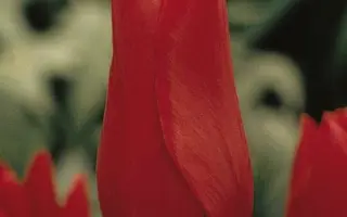 Red Shine / Рэд Шинэ