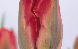 Red Springgreen / Рэд Спринггрээн