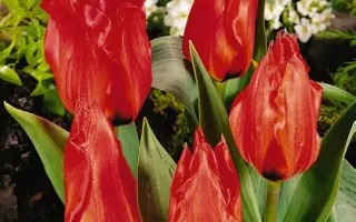 Red Torch / Рэд Торч