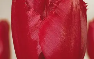 Red Wing / Рэд Wинг