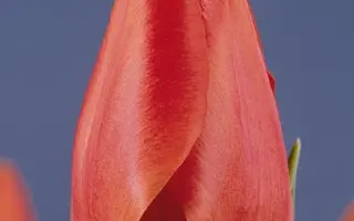 Redlion / Рэдлион