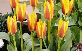 Reginald Dixon / Рэгиналд Диxон