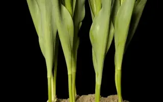 Regthuys / Рэгтhуьс