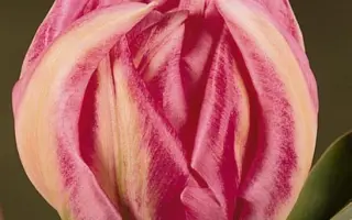 Rembrandt / Рэмбрандт