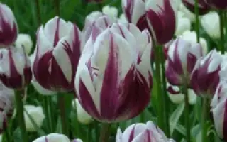 Rembrandt's Favorite / Рэмбрандт'с Фаворитэ