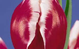 Remise / Рэмисэ