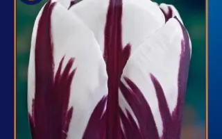 Rem's Favorite / Рэм'с Фаворитэ