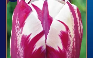 Rem's Sensation / Рэм'с Сэнсатион