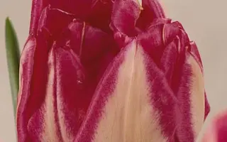 Renoir / Рэноир