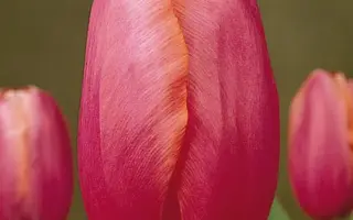 Renown / Рэноwн