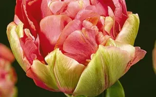 Renown Unique / Рэноwн Униqуэ