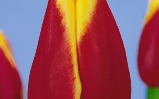 Reputation / Рэпутатион