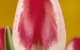 Rexona / Рэxона