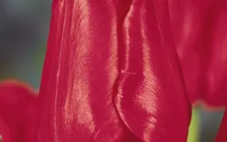 Rigoletto / Риголэтто