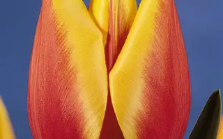 Rio Grande / Рио Грандэ