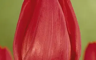 RiviГЁra / РивиГЁра