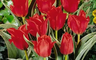 Rob Verlinden / Роб Вэрлиндэн