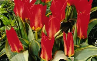 Robassa / Робасса