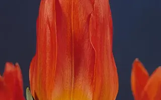 Robert Schuller / Робэрт Счуллэр