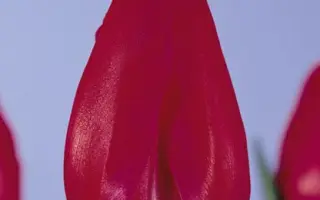 Rocardo / Роцардо