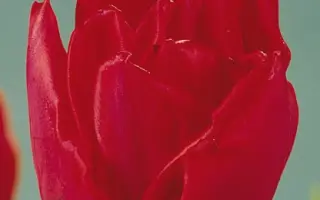 Rock and Roll / Роцк анд Ролл