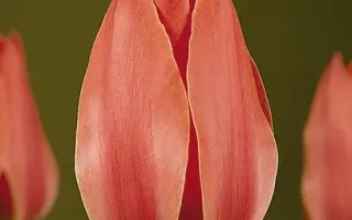 Rockery Master / Роцкэрь Мастэр