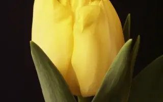 Rocky Yellow / Роцкь Ьэллоw