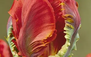 Rococo / Роцоцо