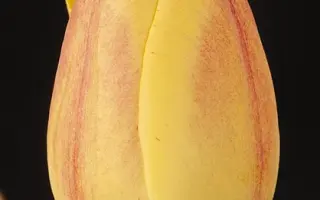 Roelevaer / Роэлэваэр