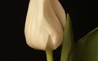 Roelina / Роэлина