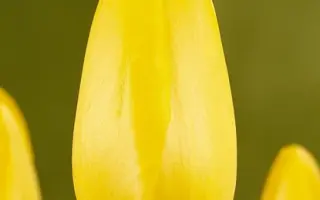 Roi du Midi / Рои ду Миди