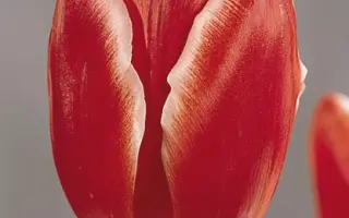 Roland / Роланд