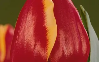 Roland's Glory / Роланд'с Глорь