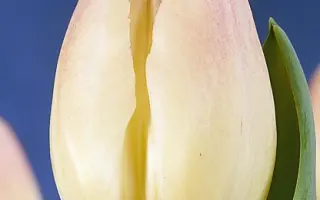 Romance / Романцэ