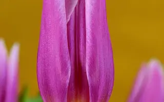 Romario / Ромарио