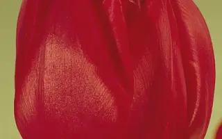 Romein's Beauty / Ромэин'с Бэауть