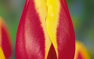 Ronald McDonald House / Роналд МцДоналд Hоусэ